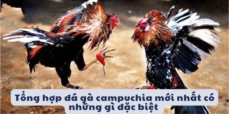 Thực hiện áp dụng công nghệ trong đá gà