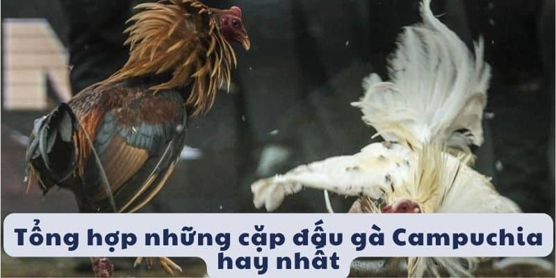 Các trận đấu gà campuchia hay nhất trước giờ